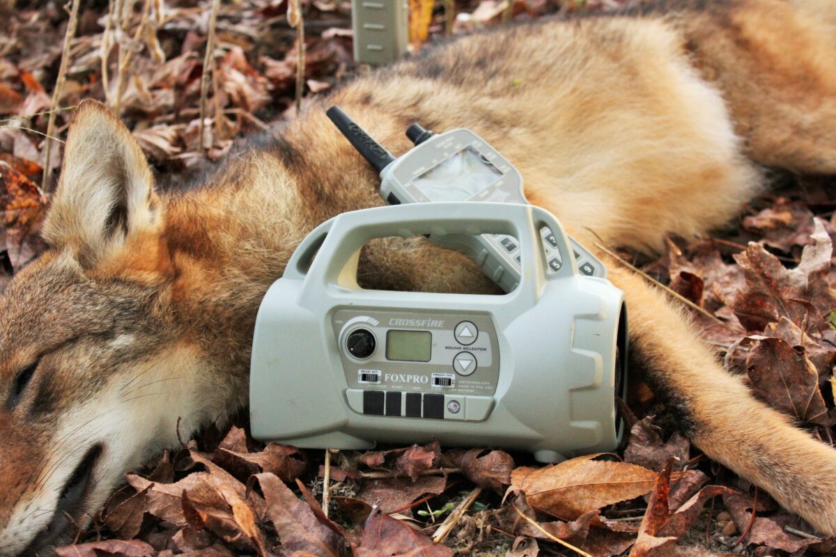 Top 7 Best Electronic Coyote Call Final - Buying Guide