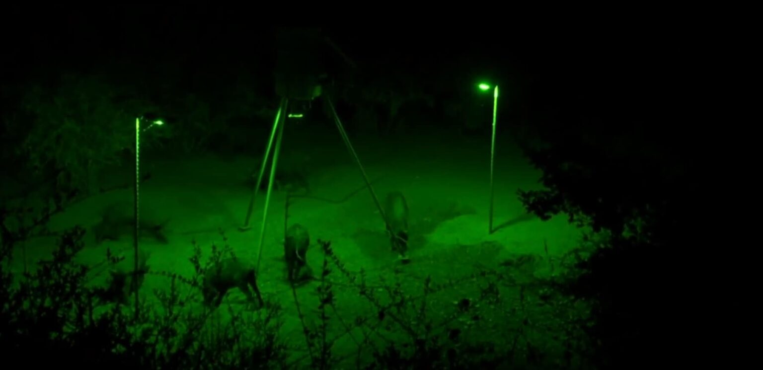 Top 8 Best Hog Hunting Lights 2023 Buying Guide