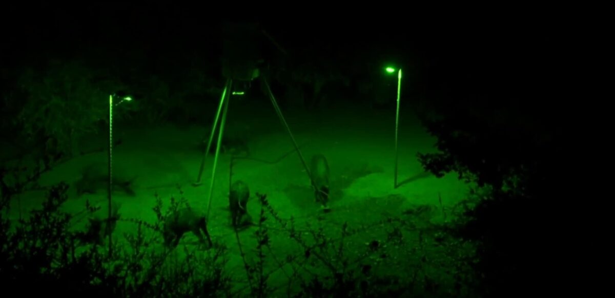 Top 8 Best Hog Hunting Lights 2023 Buying Guide
