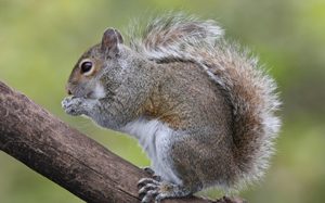 Bushytail Squirrels