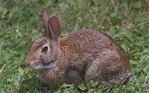 Cottontail Rabbits