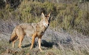 Coyotes