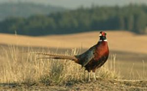 Pheasants