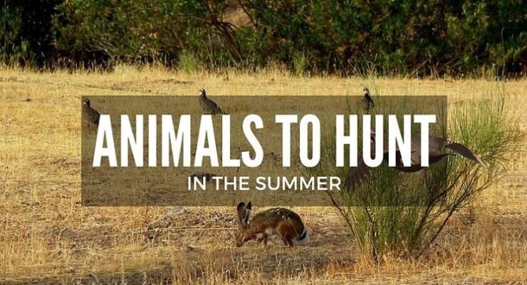 can you hunt in the summer