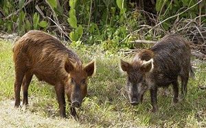 Wild Hogs