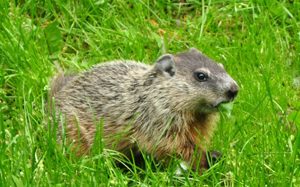 Woodchucks and Groundhogs