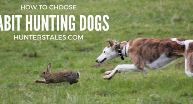 best rabbit hunting dogs