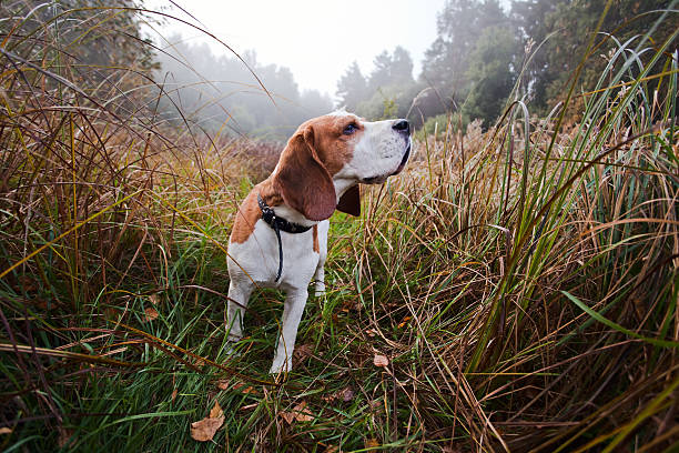 beagle bred for hunting