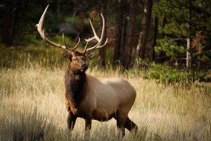 ELK