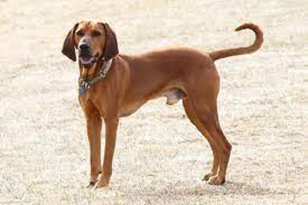 best dogs for hunting rabbits