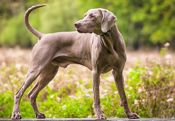 best dogs for hunting rabbits