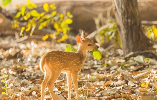 what do you call a group of deers