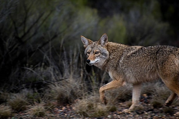 best time to hunt coyotes