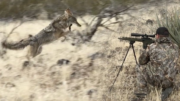 best time to hunt coyotes