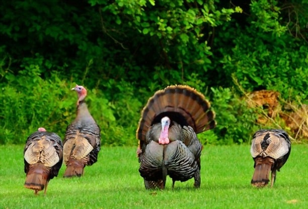 what is a group of turkeys called