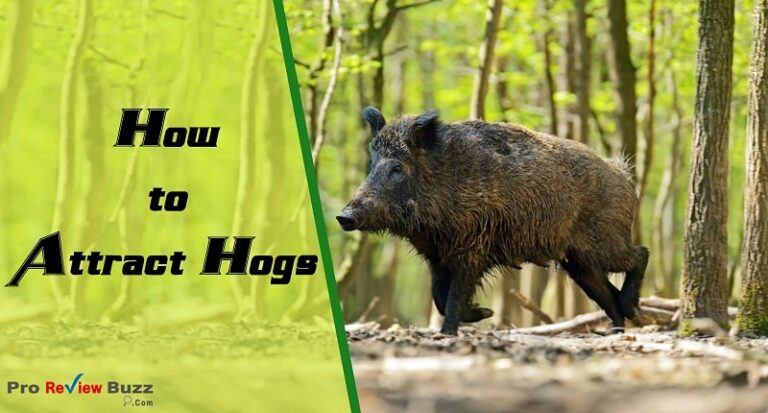 how to attract hogs fast