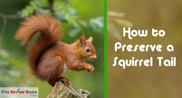 best way to preserve a squirrel tail