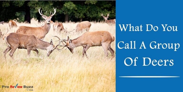 what do you call a deer