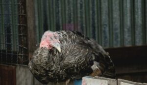 What Is A Group Of Turkeys Called