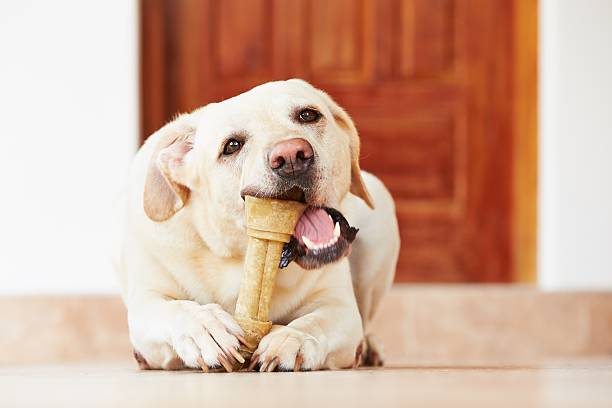 how to improve dogs teeth