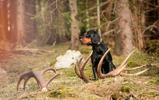 How To Cut Deer Antlers For Dogs