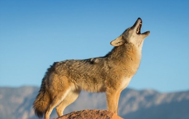 how to bait coyotes at night