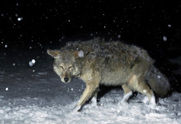 how to bait coyotes at night