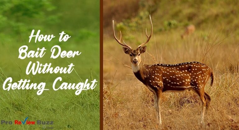 how to bait deer and not get caught
