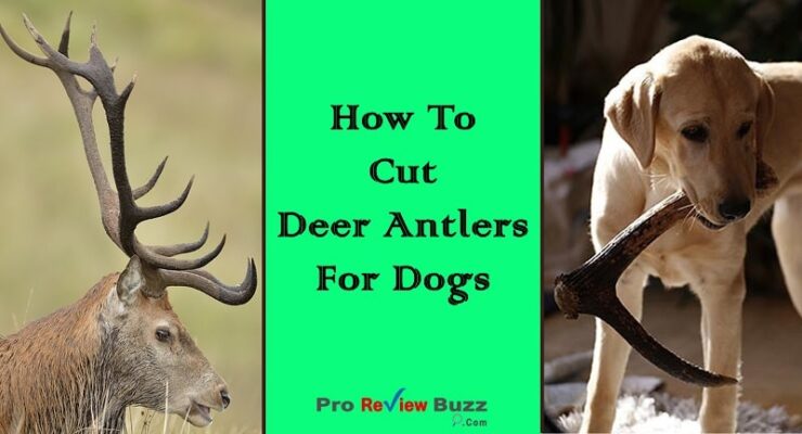 How To Cut Deer Antlers For Dogs