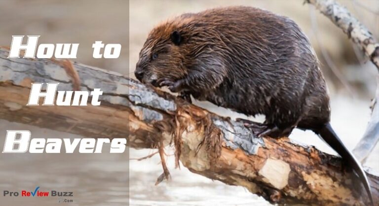 how do beavers hunt