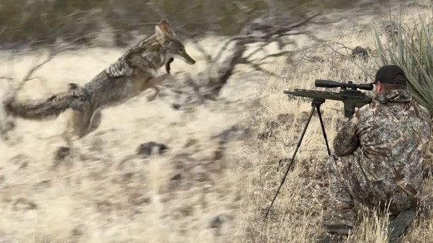 how to hunt coyotes