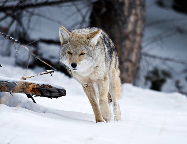 how to hunt coyotes