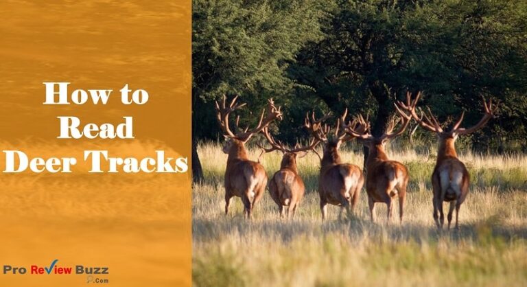 deer tracks direction