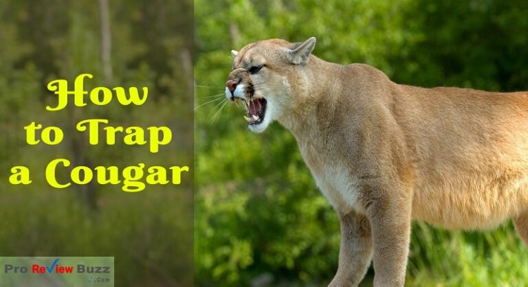 how to live trap a cougar
