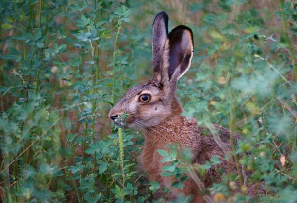 how to hunt jackrabbits