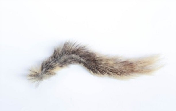 how to preserve a squirrel tail