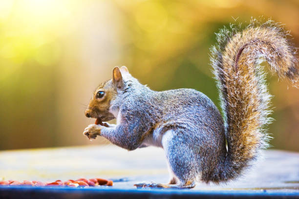 how to preserve a squirrel tail