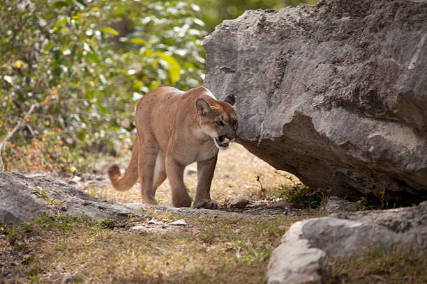 how to trap a cougar