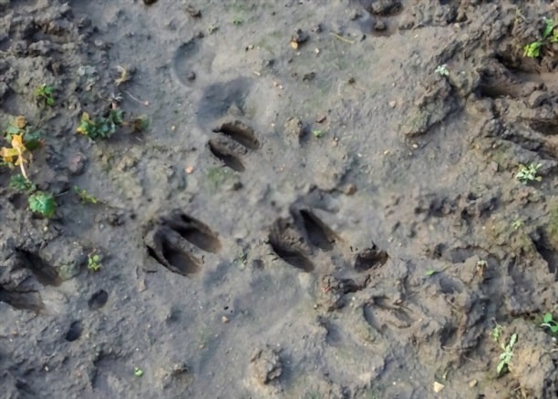 How to Read Deer Tracks